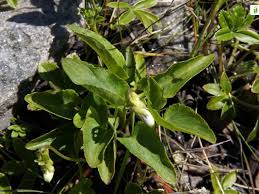Attēlu rezultāti vaicājumam “Viola rupestris leaf”