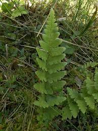 Attēlu rezultāti vaicājumam “Dryopteris cristata”
