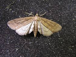 Attēlu rezultāti vaicājumam “Parapoynx stratiotata male”