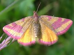 Attēlu rezultāti vaicājumam “Lythria cruentaria”