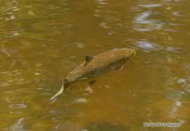 Image result for Squalius cephalus cavedanus