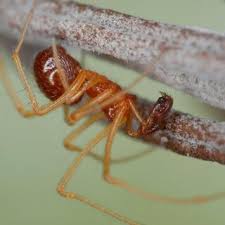 Attēlu rezultāti vaicājumam “Neottiura bimaculata female”