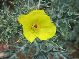 Attēlu rezultāti vaicājumam “Papaver argemone bud”