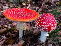 Image result for vliegenzwam