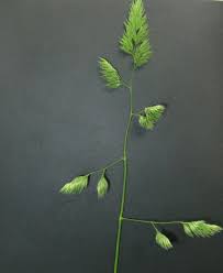 Attēlu rezultāti vaicājumam “Dactylis polygama”