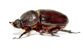 Attēlu rezultāti vaicājumam “Amphimallon solstitiale imago”