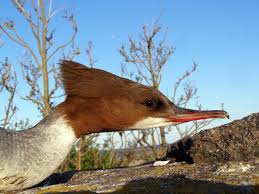 Attēlu rezultāti vaicājumam “Mergus serrator female”