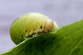 Attēlu rezultāti vaicājumam “Cimbex femoratus”