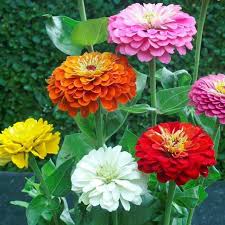 Image result for Zinnia elegans