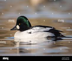 Attēlu rezultāti vaicājumam “Bucephala clangula”