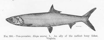 Image result for Elops saurus