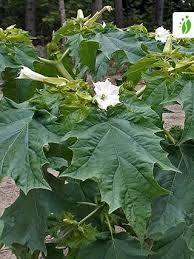 Image result for Datura stramonium