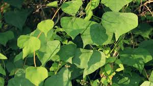 Attēlu rezultāti vaicājumam “Menispermum dauricum”