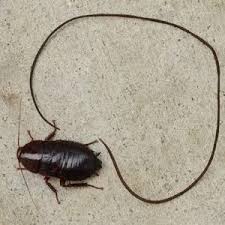 Attēlu rezultāti vaicājumam “Nematomorpha”