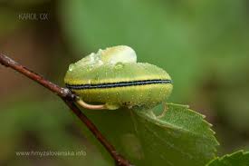 Attēlu rezultāti vaicājumam “Cimbex femoratus larva”