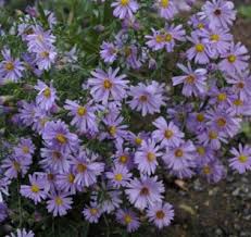 Image result for Aster amellus