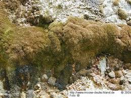 Attēlu rezultāti vaicājumam “Eucladium verticillatum”