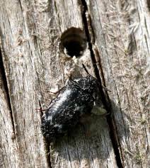 Attēlu rezultāti vaicājumam “Megatoma undata”