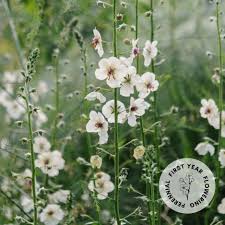 Image result for Verbascum blattaria