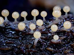 Attēlu rezultāti vaicājumam “Trichia sp.”