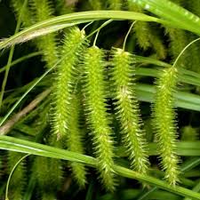 Attēlu rezultāti vaicājumam “Carex appropinquata leaf”
