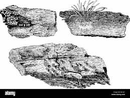 Attēlu rezultāti vaicājumam “Trichia varia sessile”