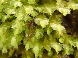 Attēlu rezultāti vaicājumam “Plagiochila”