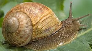 Attēlu rezultāti vaicājumam “Helicidae”