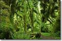 Hall Of Mosses, Hoh Rain Forest, Olympic National Park, Washington