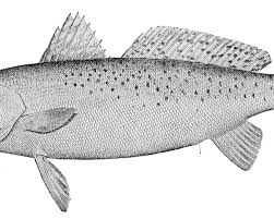 Image result for Cynoscion nebulosus