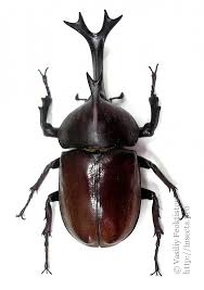 Attēlu rezultāti vaicājumam “Alloeotomus sp.”