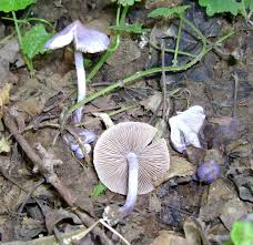 Attēlu rezultāti vaicājumam “Badhamia lilacina var. megaspora spores”