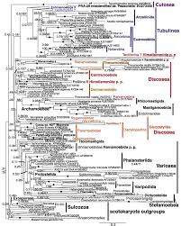 Attēlu rezultāti vaicājumam “Amaurochaete sp.”