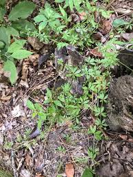 Attēlu rezultāti vaicājumam “Galium triflorum fruit”