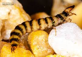 Attēlu rezultāti vaicājumam “Gynaephora selenitica larva”