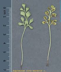 Attēlu rezultāti vaicājumam “Asplenium ruta-muraria”