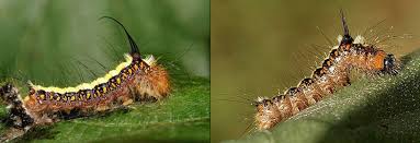 Attēlu rezultāti vaicājumam “Acronicta cuspis”