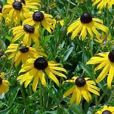 Image result for Rudbeckia fulgida