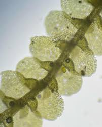 Attēlu rezultāti vaicājumam “Ptilidium pulcherrimum sporophyte”