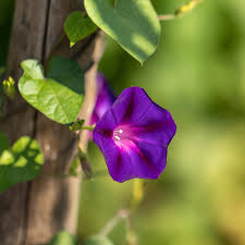 Image result for Prunkwinde