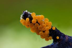 Attēlu rezultāti vaicājumam “Bisporella citrina”