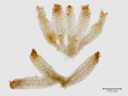 Attēlu rezultāti vaicājumam “Lophozia laxa”
