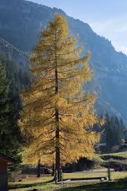 Attēlu rezultāti vaicājumam “Larix decidua”