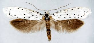 Attēlu rezultāti vaicājumam “Yponomeuta malinellus / cagnagella imago”