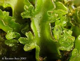 Attēlu rezultāti vaicājumam “Aneura pinguis”