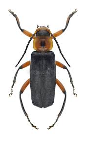 Attēlu rezultāti vaicājumam “Cantharis rustica”