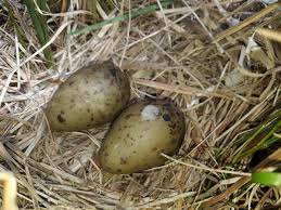 Attēlu rezultāti vaicājumam “Gallinago gallinago nest”