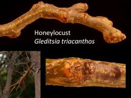 Attēlu rezultāti vaicājumam “Gleditsia triacanthos bud”