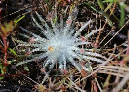 Attēlu rezultāti vaicājumam “Droseraceae”