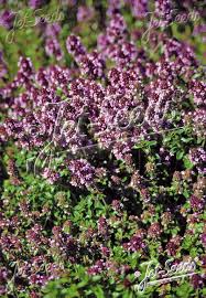 Attēlu rezultāti vaicājumam “Thymus pulegioides flower”